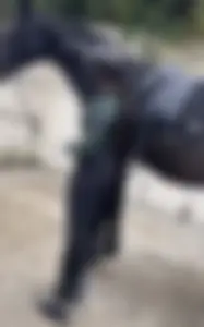 Equestrian