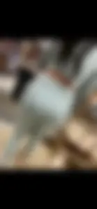 Tasty azn ass in leggings with VTL