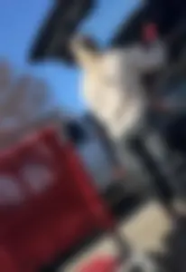 Amazing Asses in Parking Lot