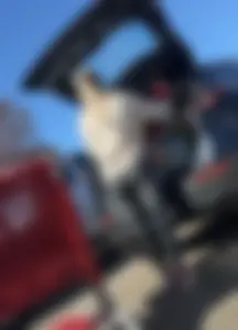 Amazing Asses in Parking Lot