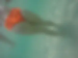 Underwater in a fantastic bikini