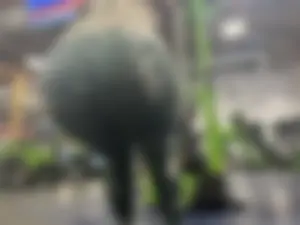 Gym latina pt2 (oc)