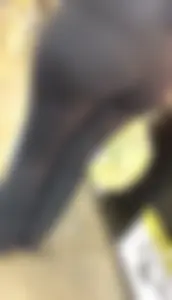 Insane Latina showing off