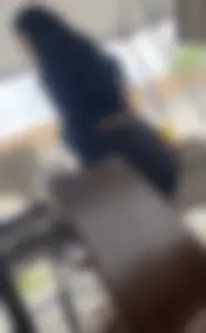 Fat ass at the county fair