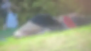Bunch of sexy girls upskirted at parks showing their panties and asses