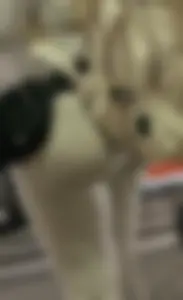 Short cap. Pawg white pants. Camel