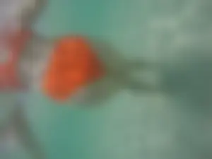 Underwater in a fantastic bikini