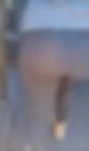 Asian big ass