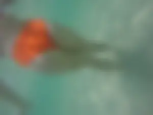 Underwater in a fantastic bikini