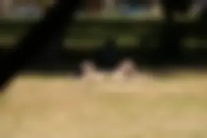 Creepshots of some girls in the park getting some sun in bikinis