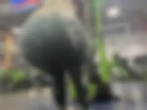 Gym latina pt2 (oc)