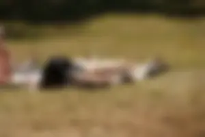 Creepshots of some girls in the park getting some sun in bikinis