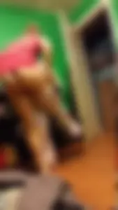 Wife in panties hopping on one leg while trying to squeeze herself into pants home creepshot
