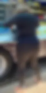 (BBW) Latina ass