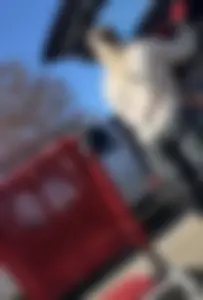 Amazing Asses in Parking Lot