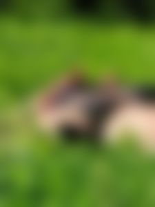 Milf laying on the grass in the park, cameltoe creepshots