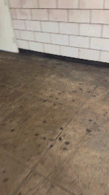 OC Asian Coed Short Shorts Butt Out