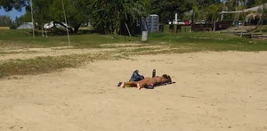 Sexy girl getting some sun laying on the beach in thong bikini