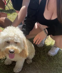 Busty chubby college girl at a dog park