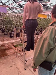 Girl in jeans standing on the step of a ladder at the conservatory creepshot