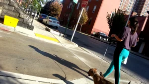 Sexy girl in teal spandex walking her dog