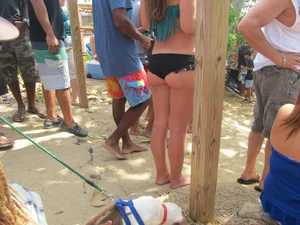 Bikini festival