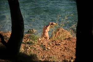 Nude beach girls in Baska, Croatia