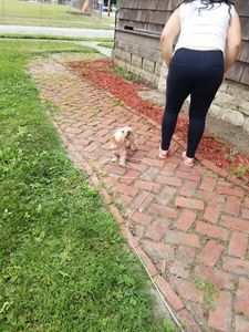 Neighbor lady thick latina milf