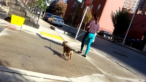 Sexy girl in teal spandex walking her dog