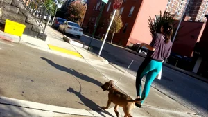 Sexy girl in teal spandex walking her dog