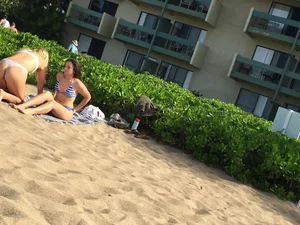 Beach and bikini girls