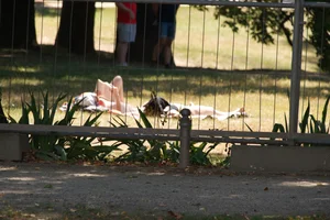 Creepshots of some girls in the park getting some sun in bikinis