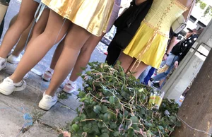 Carnival girls wearing pantyhose, spandex shorts, stockings, skirts and other outfits