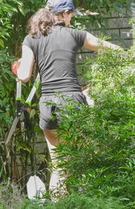 Brunette gardener in shorts bends over… and over as she works [085]